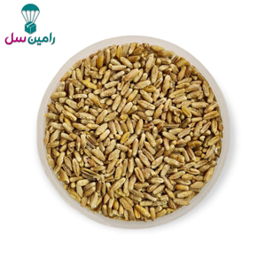 بذر تریتیکاله اصلاح شده