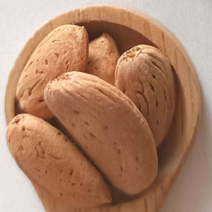 بذر درخت بادام ارژن