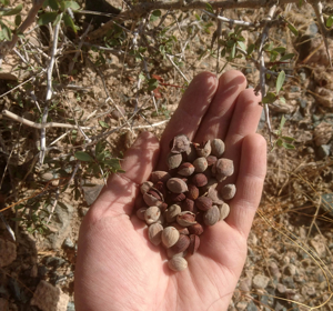 بذر بادام تنگرس	
