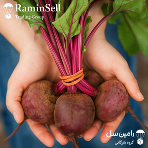 عکس چغندر لبویی (لبو)