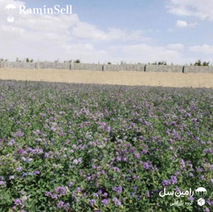 Picture of isfahan alfalfa seeds