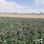 عکس مزرعه یونجه اصفهان
