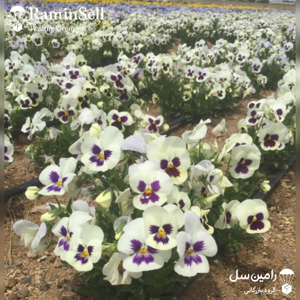  بذر گل بنفشه الوان