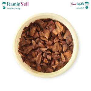 بذر درخت سرو شیراز