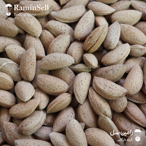 بذر درخت بادام تلخ