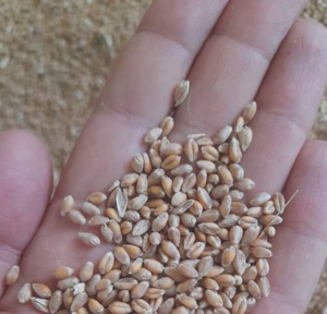 بذر گندم یونی استار