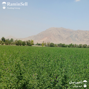 بهترین روش کاشت یونجه چگونه انجام میشود؟