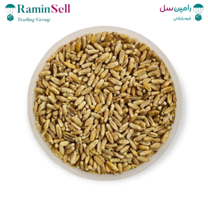 عکس بذر گندم تریتیکاله