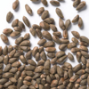 بذر درخت سرو خمره ای
