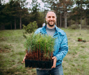 Picture for category Ornamental tree seeds