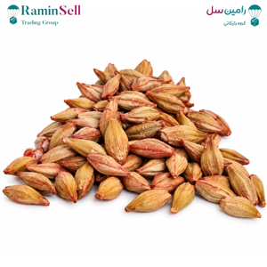 عکس بذر جو نووسادسکی دو ردیفه