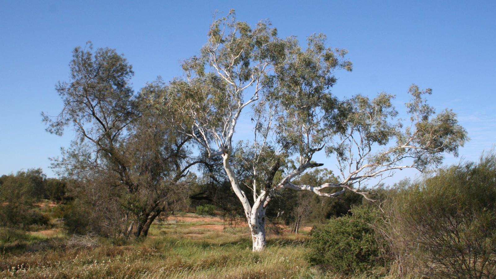 درخت اکالیپتوس چوب سفید